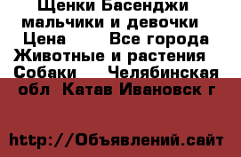 Щенки Басенджи ,мальчики и девочки › Цена ­ 1 - Все города Животные и растения » Собаки   . Челябинская обл.,Катав-Ивановск г.